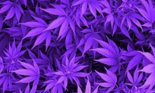 紫色不尋常的故事